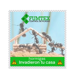 Fumtex fumigaciónes
